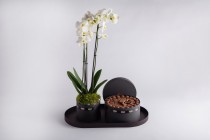 Chocolate black tray with orchid flower-RG240