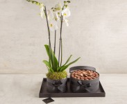 Chocolate black tray with orchid flower-RG240